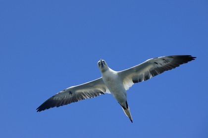 France, Cotes-d'Armor, Perros-Guirec, Sept-Iles Archipelago and bird sanctuary, Rouzic island, northern gannet (Morus bassanus)