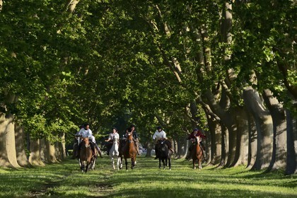 Argentine, province de Buenos Aires, San Antonio de Areco, groupe de gauchos à cheval sous les arbres de l'allée qui mène à l'estancia La Bamba de Areco