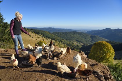 France, Haut Rhin, Wasserbourg, Ferme-auberge (farm-inn) Buchwald, Julie Wehrey feeds her chickens and geese, in the background the Wasserbourg valley