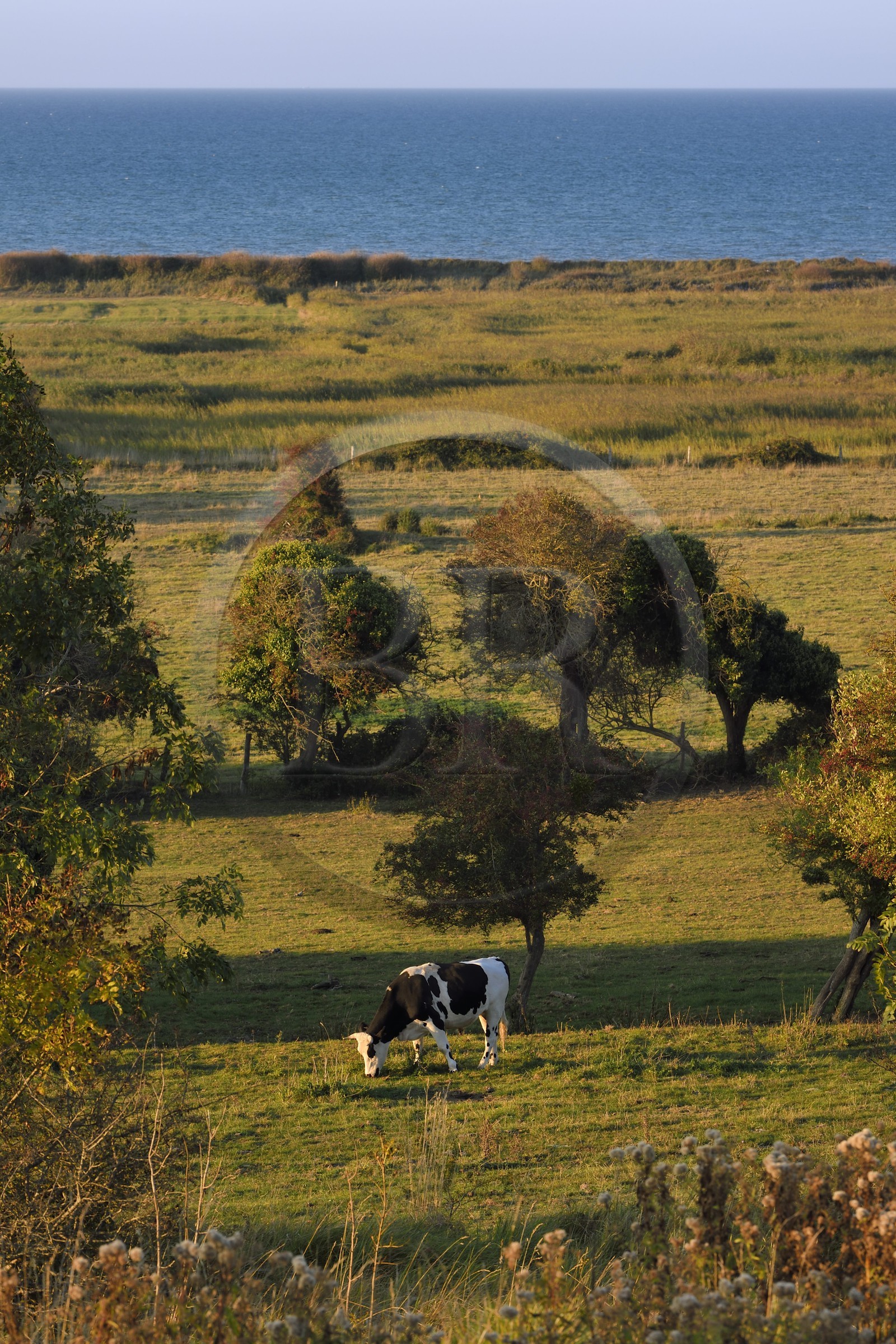 France, Calvados, Arromanches les Bains, cow in a meadow above the cliffs