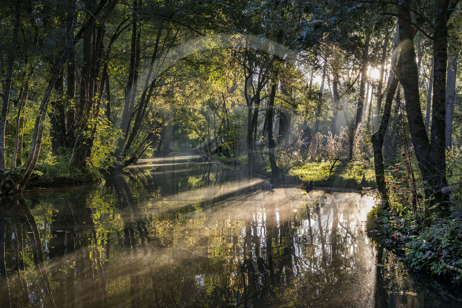 France, Vendée (85), Parc Interrégional du Marais Poitevin labellisé Grand Site de France, Le Mazeau, découverte en barque à fond plat au petit matin du marais humide le long de ses biefs (canaux aménagés)