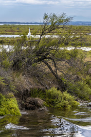France, Herault, La Grande-Motte, the Rhone to Sète Canal, little egret (Egretta garzetta) on the edge of the Etang de l'Or