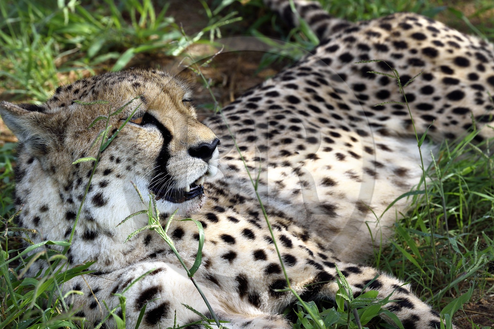 Namibie, Otjiwarongo, Cheetah Conservation Fund, centre de recherche et d'éducation, guépard (Acinonyx jubatus)