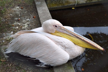Gabon, Moyen-Ogooue Province, Lambaréné, the former Albert Schweitzer Hospital, 11 years Pelican in memory of the Dr. Schweitzer's one