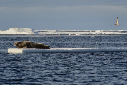 Groenland, cote Nord-Ouest, Smith sound au nord de la baie de Baffin à Inglefield Land, phoque barbu (Erignathus barbatus) allongé sur un morceaux de glace de la banquise arctique et Fulmar boréal (Fulmarus glacialis)