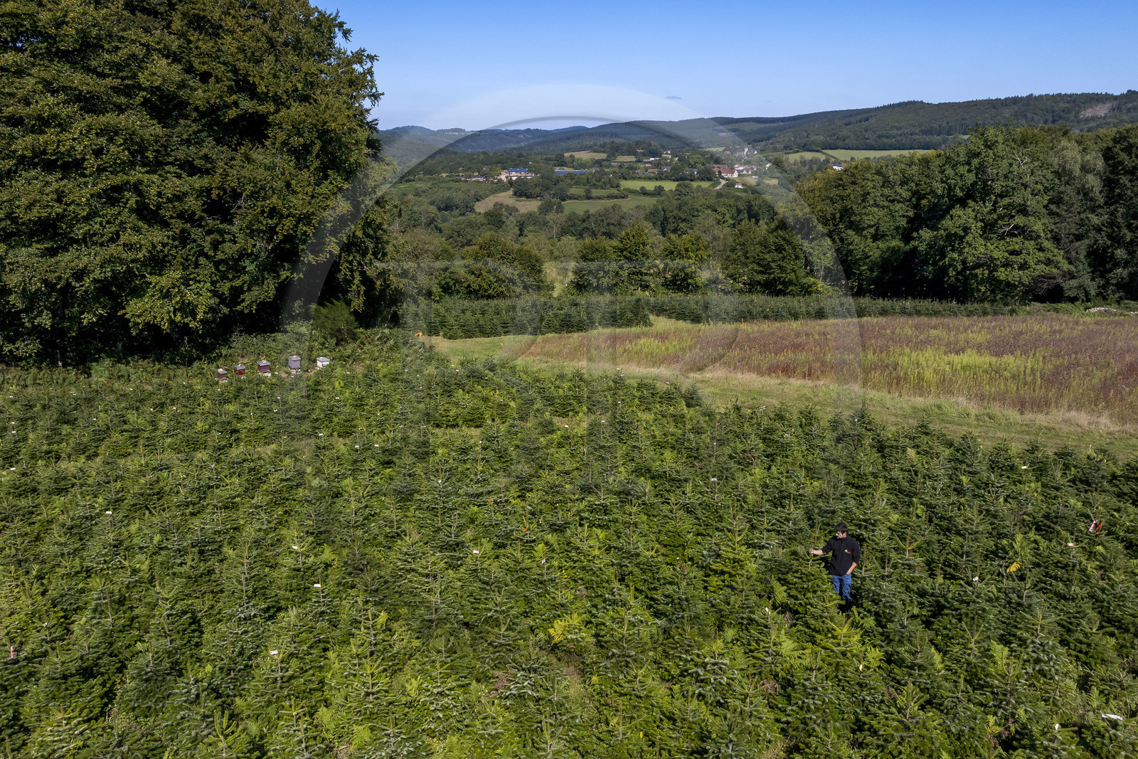 France, Nièvre (58), Parc naturel régional du Morvan, Gouloux, établissement Marchand (scierie, saboterie et boissellerie), Pierre Marchand sur son terrain de production de sapins de Noël de Nordmann et d’épicéas issus d’une production arboricole raisonnée et durablement gérée (vue aérienne)