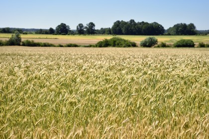 France, Meuse (55), Waly dans la région de l'Argonne, champs de blé