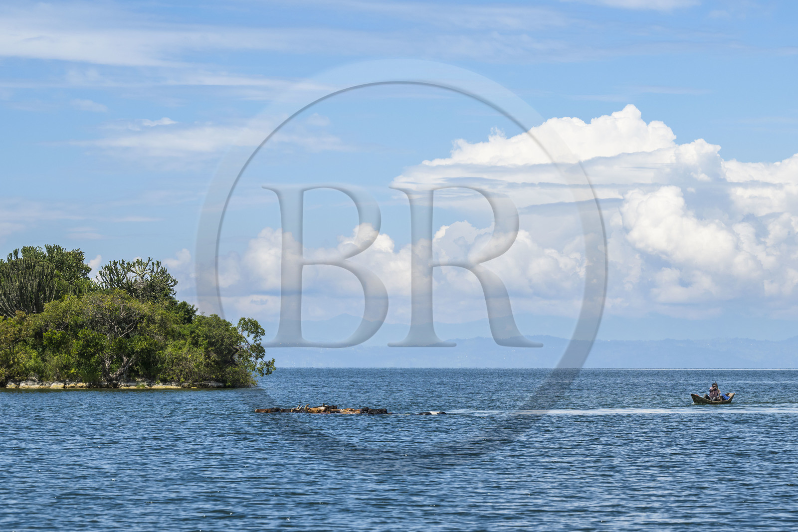 Rwanda, Western Province, Karongi (formerly named Kibuye), lake Kivu, herd of cows swimming between the islets off Kibuye
