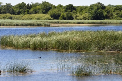 France, Meuse (55), Parc naturel régional de Loraine, Etang de Lachaussée