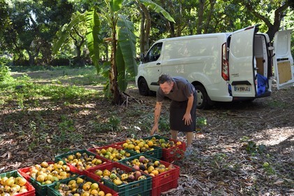 France, Ile de la Reunion, Saint-Paul, verger de mangue Laperrière au Tour-des-Roches, Ludovic Maufras createur de La Part des Anges Distillation recolte des mangues destinées à la confection de son eau de vie naturelle