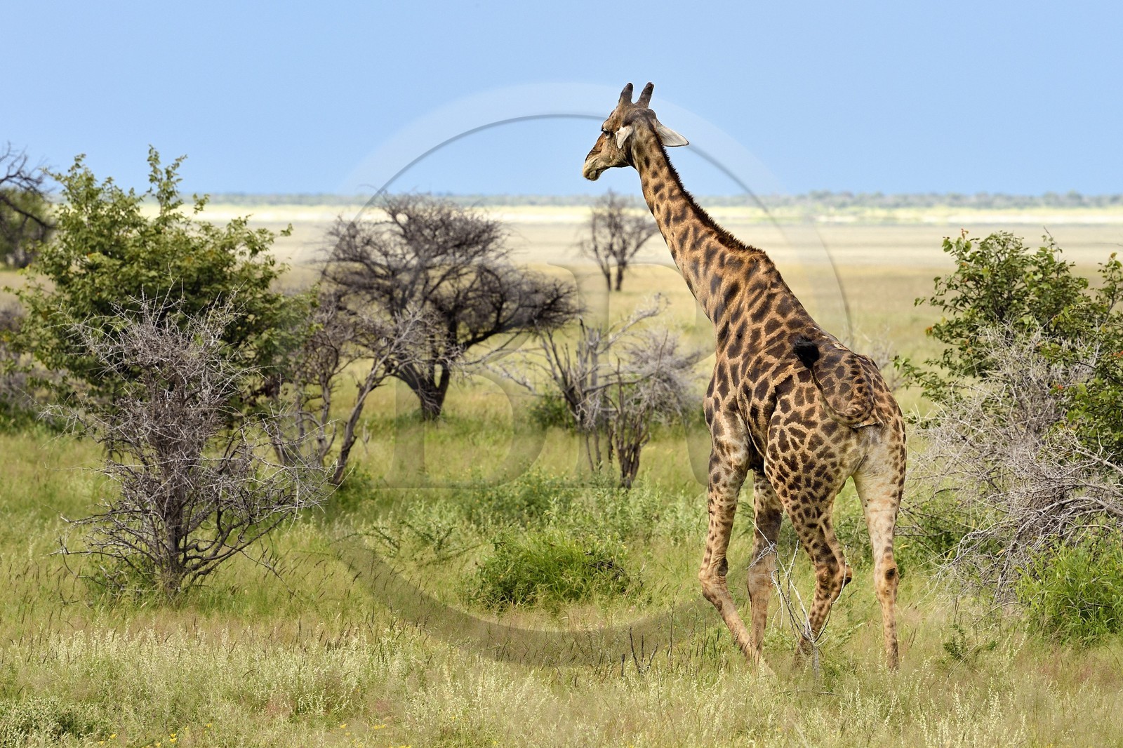 Namibie, région de Oshikoto, Parc National d'Etosha, girafe (Giraffa camelopardalis)