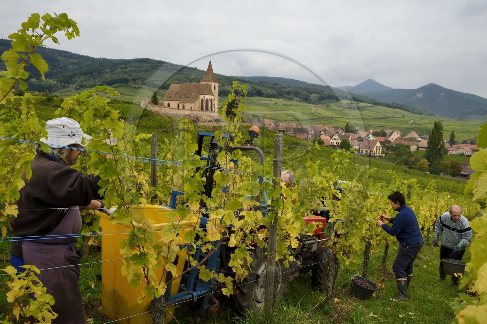 France, Haut-Rhin (68), Route des Vins d'Alsace, Hunawihr, labellisé Les Plus Beaux Villages de France, vendanges de Pinot Gris dans le Domaine Frederic Mallo et l'Eglise de Sainte-Hune en arrière plan