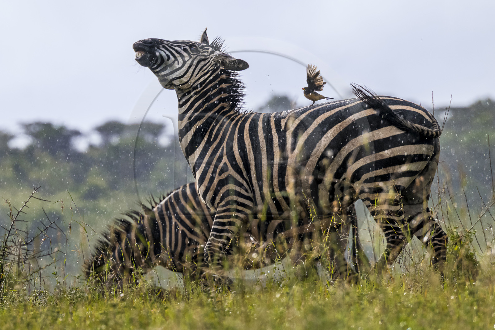 Rwanda, Parc national de l'Akagera, zèbre des plaines (Equus quagga) et Piquebœuf à bec jaune (Buphagus africanus) sur son dos sous la pluie