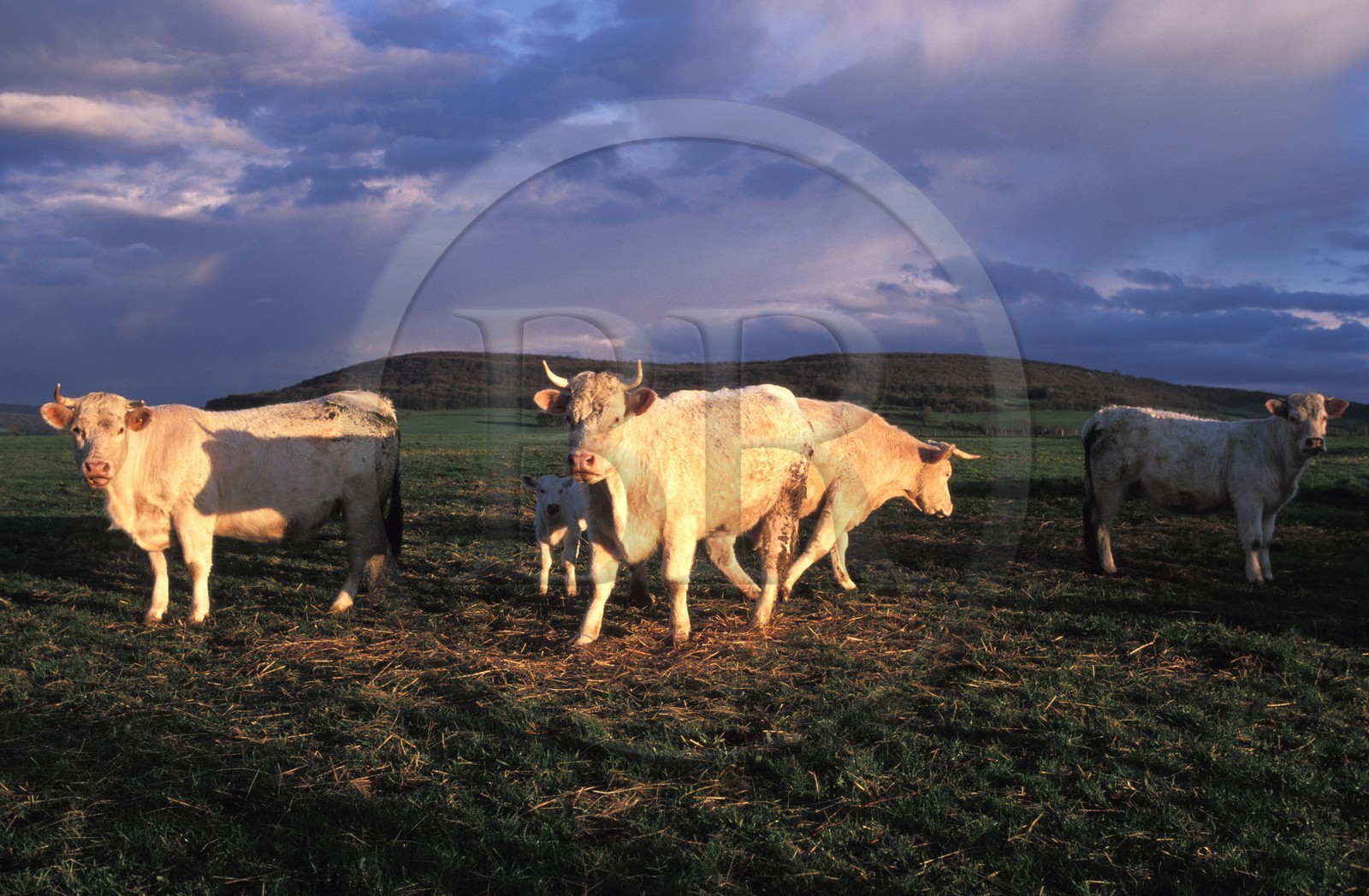 France, Cote d'Or, herd of cows