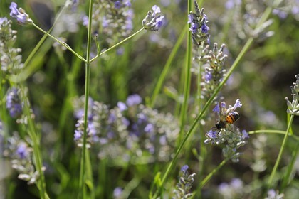 France, Var, Provence Verte (Green Provence), Bras village, Le Peyrourier Bed & Breakfast une campagne en Provence, bee gathering lavender