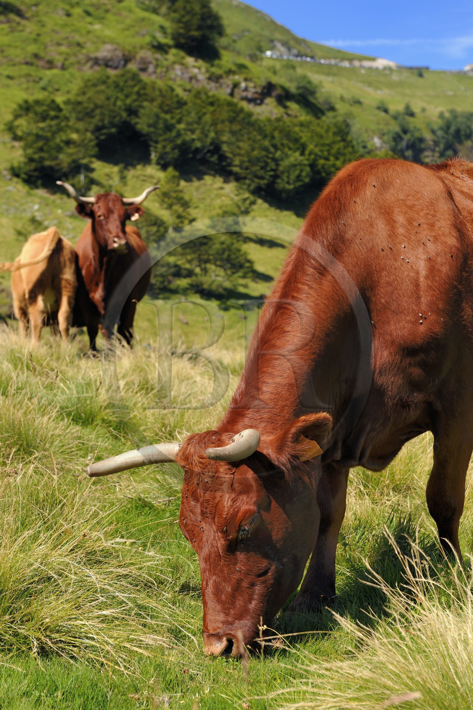 France, Cantal (15), monts du Cantal, Parc Naturel Régional des Volcans d' Auvergne, vache de race salers au pied du Puy-Mary