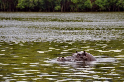 Gabon, Ogooue-Maritime Province, Loango National Park, hippo in the Iguela lagoon