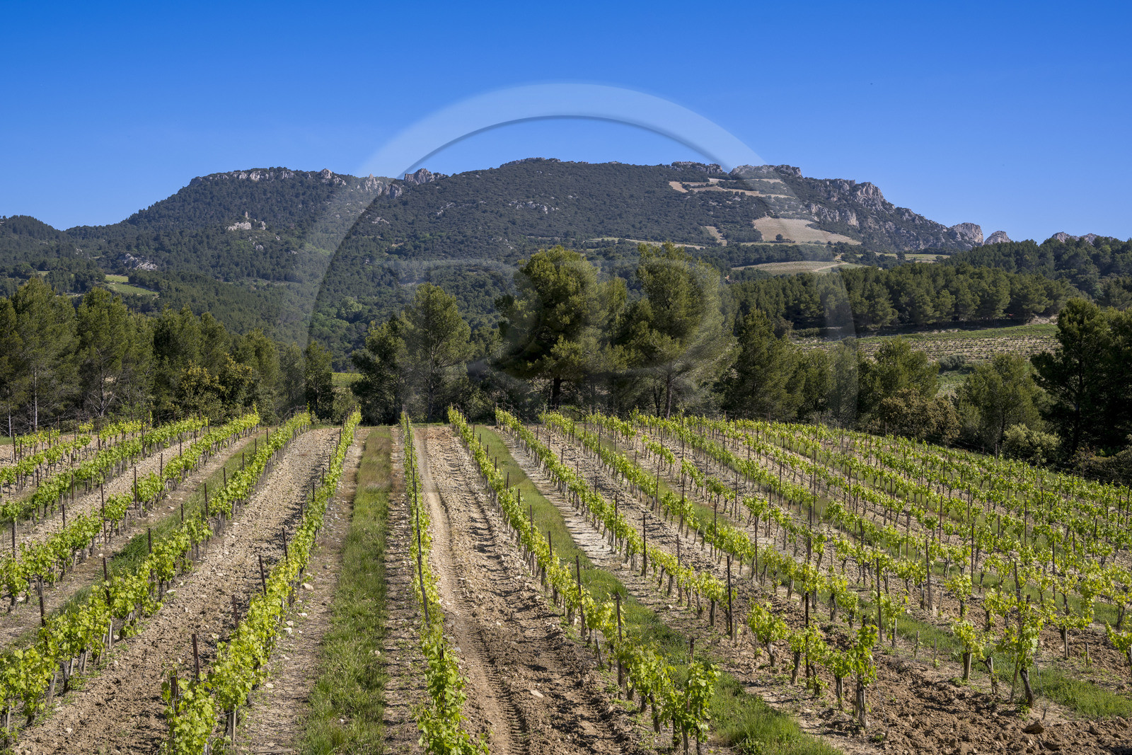 France, Vaucluse (84), Dentelles de Montmirail, Beaumes-de-Venise, vignobles et la montagne du Clapis en arrière plan