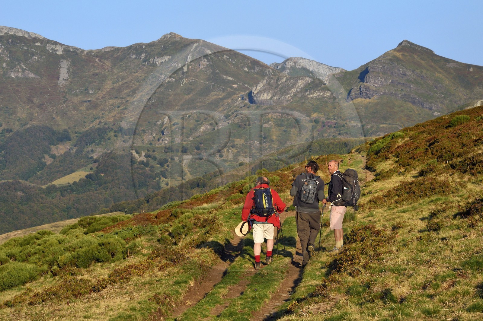 France, Cantal (15), Parc Naturel Régional des Volcans d'Auvergne, Le Lioran, col de Rombière, randonneurs sur le chemin de Saint-Jacques de Compostelle par la Via Arverna, le puy et les Fours de Peyre Arse en arrière plan