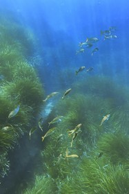 France, Var, Le Rayol Canadel sur Mer, Domaine du Rayol, Jardin des Mediterranees, Conservatoire du Littoral Estate compulsory mention, the marine path, Posidonia herbarium and saupes bank