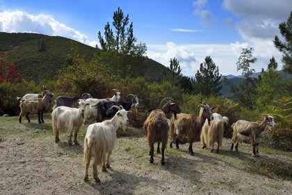 France, Corse-du-Sud (2A), Vallée du Prunelli, Bastelica, troupeau de chèvres en bordure de route