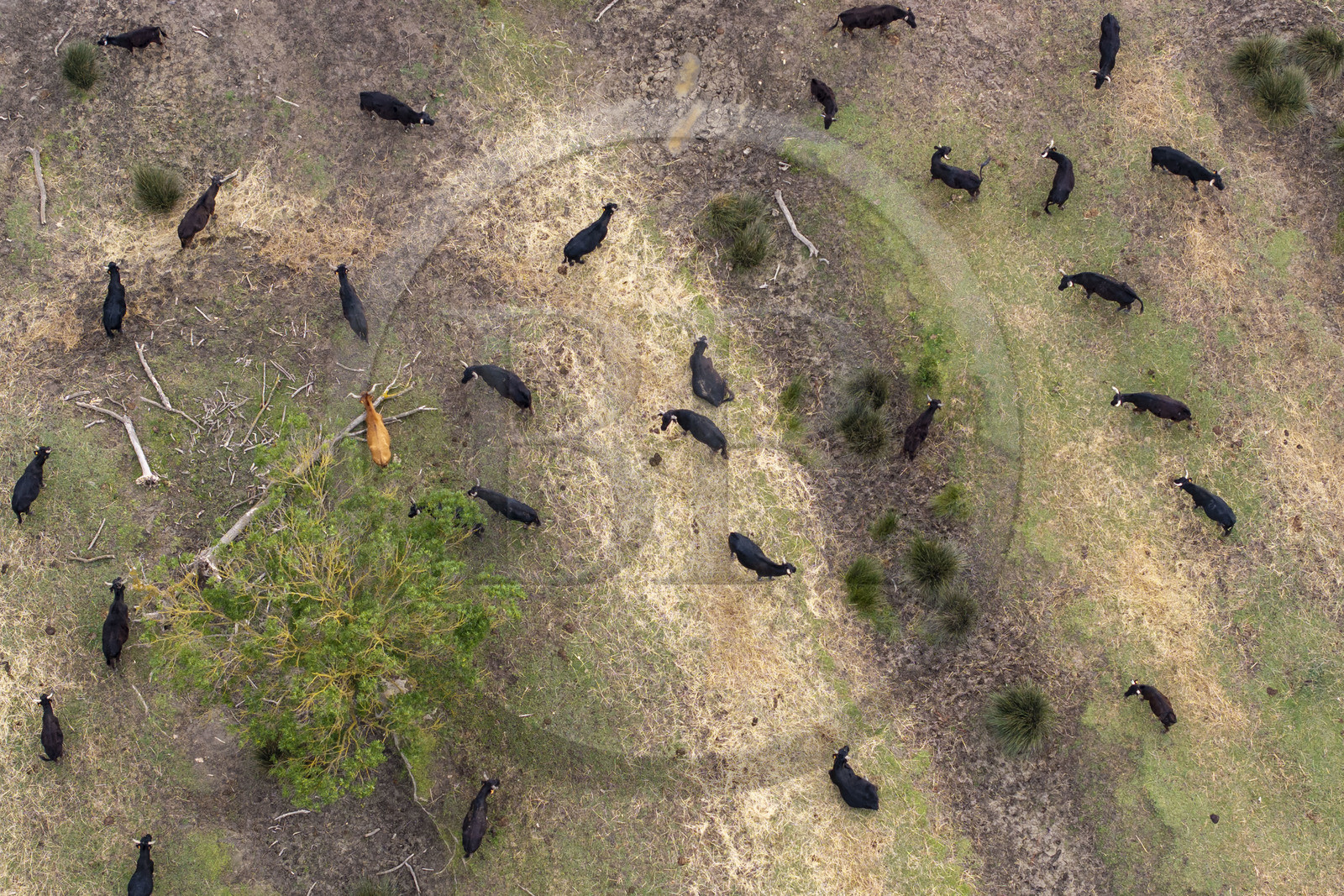 France, Gard (30), Saint-Gilles du Gard, manade Pierre Aubanel & fils, taureaux camarguais appelés Raço di Biou (vue aérienne)