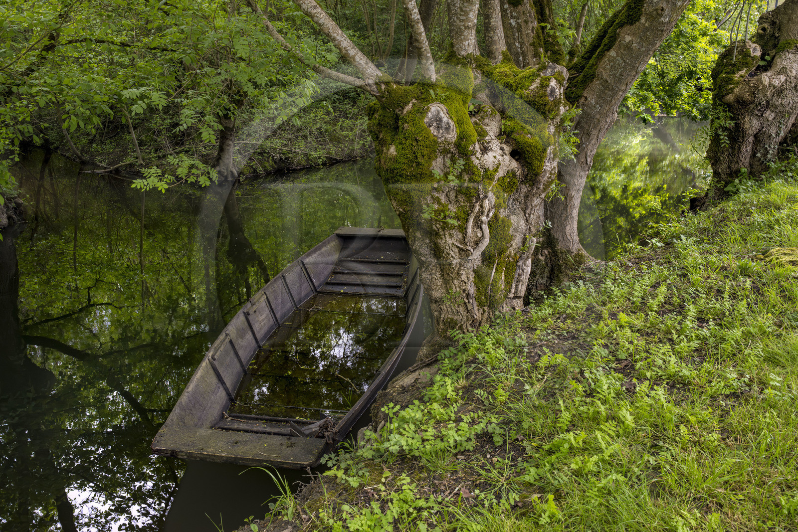 France, Vendée (85), Bouillé-Courdault, barque dans les marais sous les feuillages