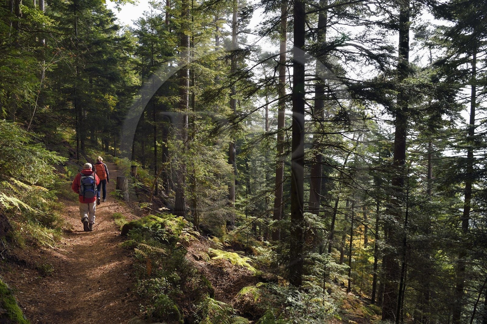 France, Bas-Rhin (67), Mont Saint-Odile, randonnée des chemins des Chateaux-forts d'Alsace vers le chateau du Landsberg