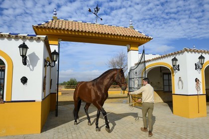 Spain, Andalusia, Seville Province, Utrera, the Ayala stud farm (Yeguada Ayala), Andalusian horse also known as the Pure Spanish Horse or PRE (Pura Raza Espanola)