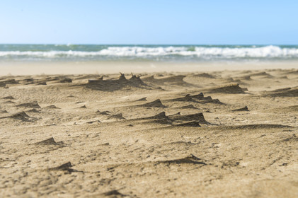 France, Gard, Camargue dune massif of the Pointe de l'Espiguette by the sea, the beach