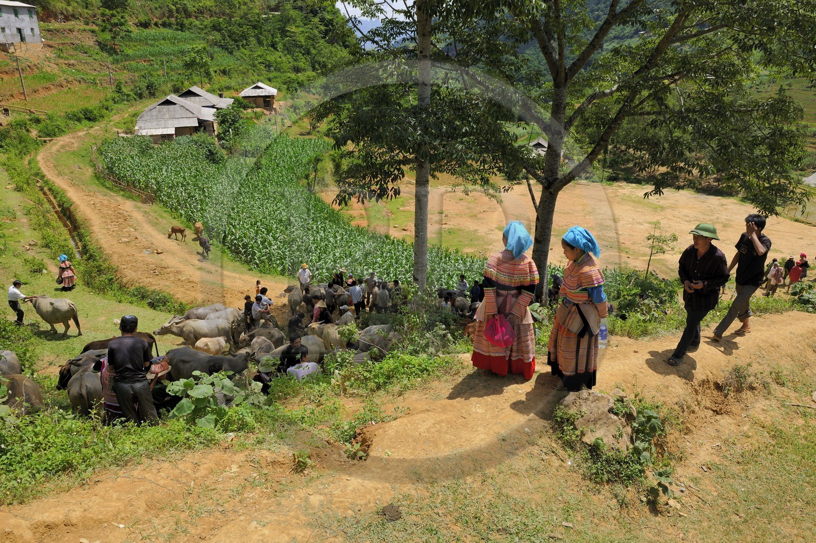 Vietnam, Lao Cai province, Bac Ha district, Can Cau market, farmers from the Flower Hmong minority, the buffaloes market