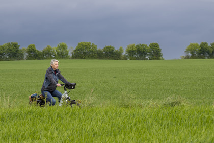 France, Vendée (85), Saint-Michel-le-Cloucq, cycliste sur la piste de la véloroute Vendée Vélo Tour au milieu des champs de blé