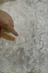 Israel, district Nord, Galilée, Acre (Akko), vieille ville, classée Patrimoine Mondial de l'UNESCO, la ville souterraine des croisés en bordure de la citadelle des Hospitalliers, graffity héraldique de la période templière