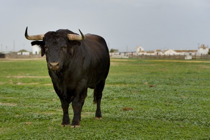 Spain, Andalusia, Seville Province, Utrera, the property El Toruno, breeding of fighting bulls