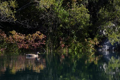 Var (83) rive gauche et Alpes-de-Haute-Provence (04) rive droite, Parc Naturel Régional du Verdon, Basses Gorges du Verdon en aval du lac de Sainte Croix, canard