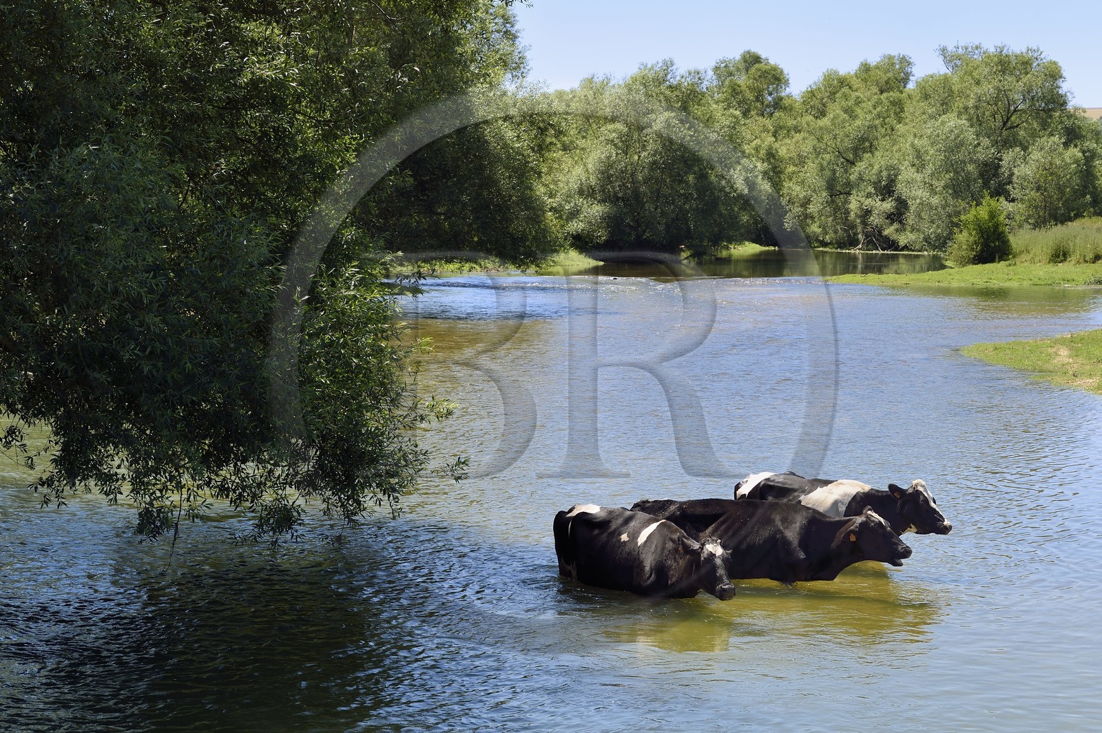 France, Meuse, Bannoncourt, cows bathing in the Meuse river