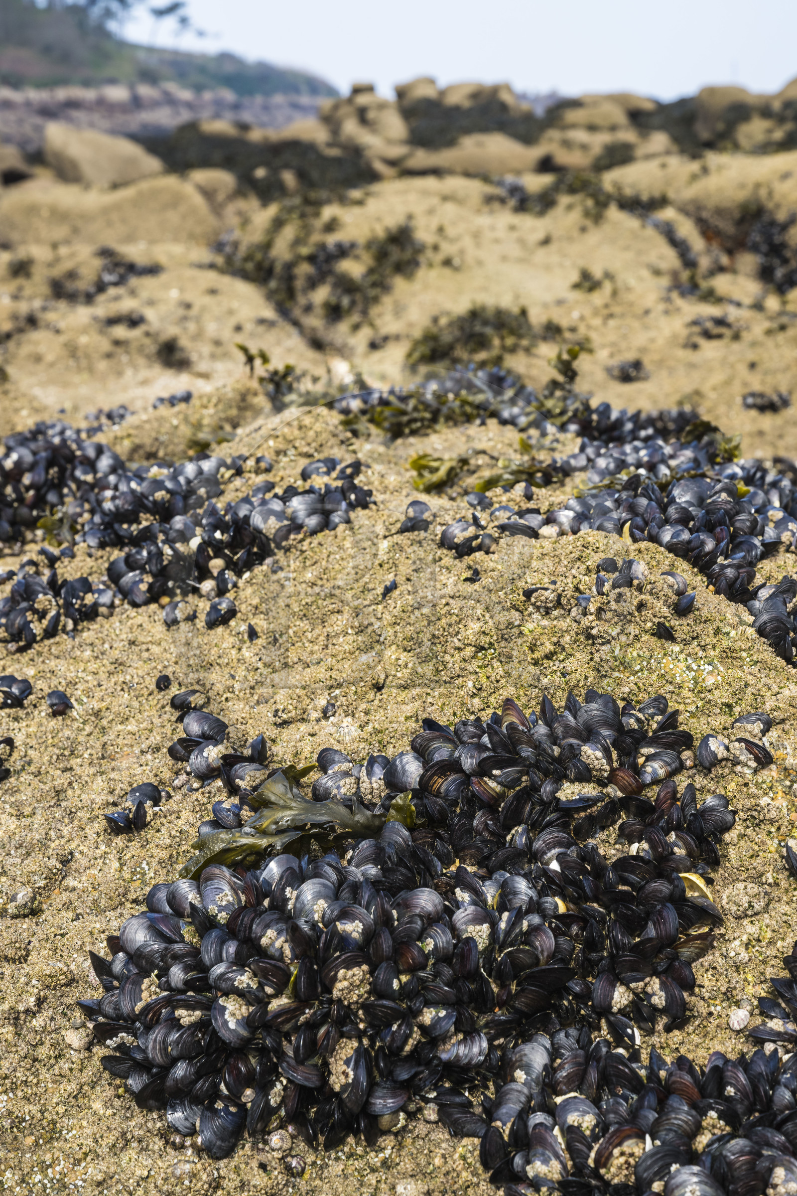 France, Côtes-d'Armor (22), Côte de Granit Rose, Trébeurden, Ile Millau, banc de moules sauvages à marée basse