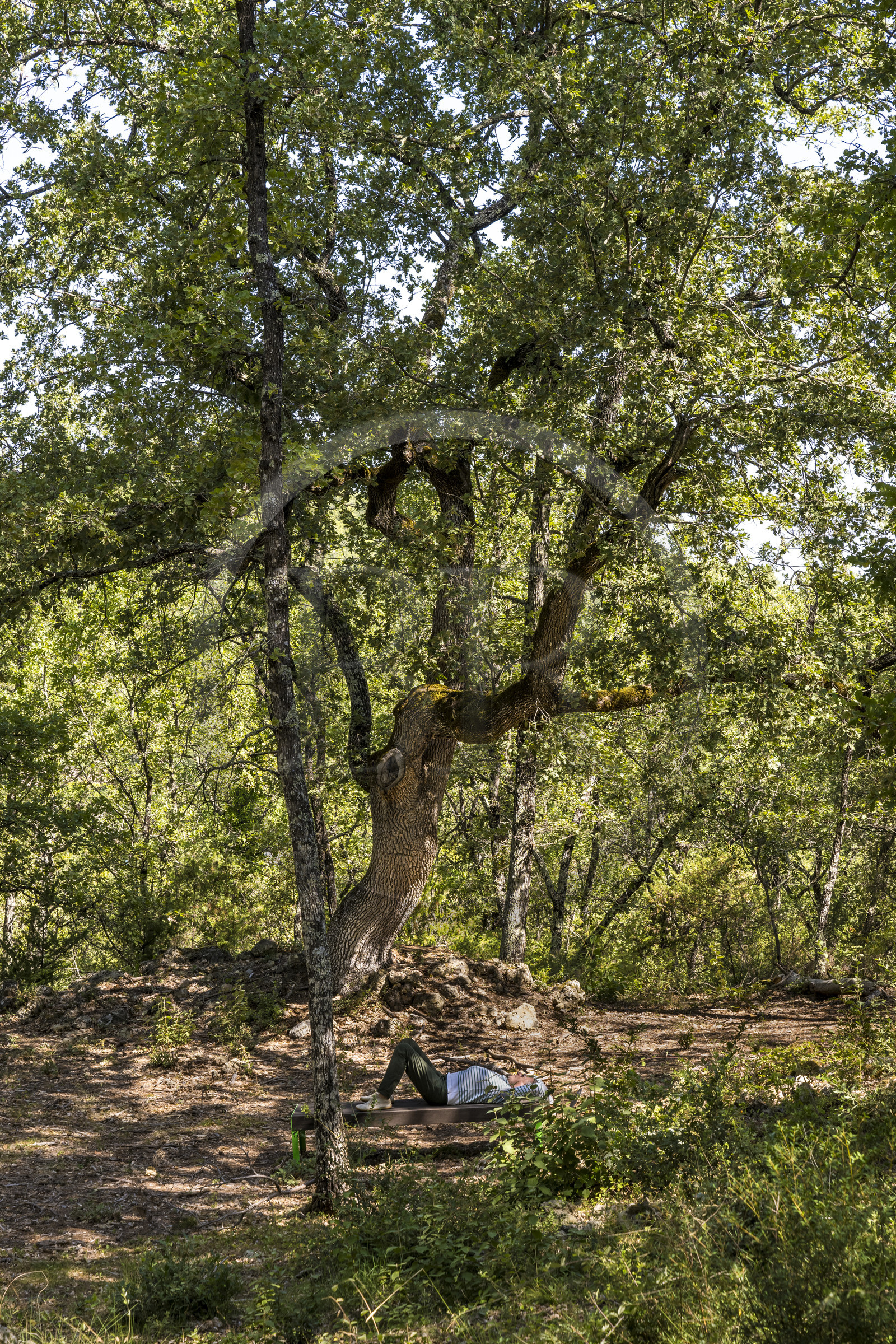 France, Var (83), Provence Verte, Bras, Académie du Bain de Forêt Provençale, forêt du domaine Le Peyrourier - une campagne en Provence