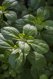 France, Guyane, Kourou, Camp Maripas, plante doliprane (Plectranthus amboinicus)