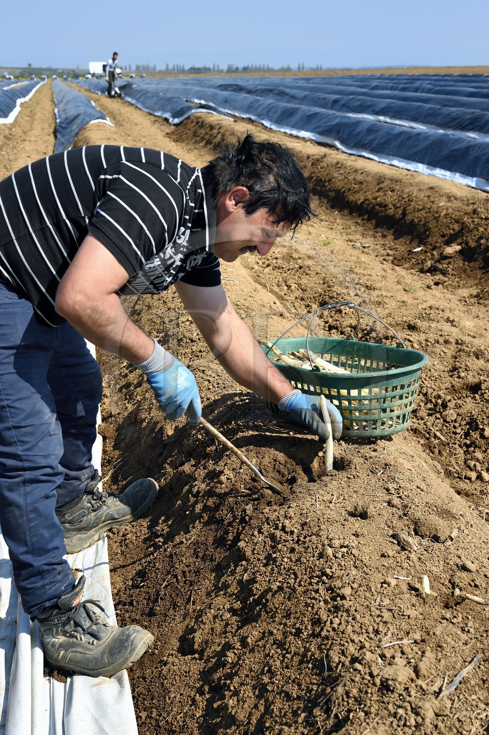 France, Bas-Rhin (67), Fessenheim-Le-Bas, récolte d'asperges blanches dans un champ de la Ferme Weckel