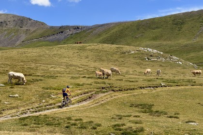 France, Hautes Pyrenees, Saint Lary Soulan and Vielle-Aure, hike on a variant of the GR10 between the Portet pass and the Bastan lakes on the edge of the Neouvielle nature reserve, herd of cows in the summer pasture towards the pass