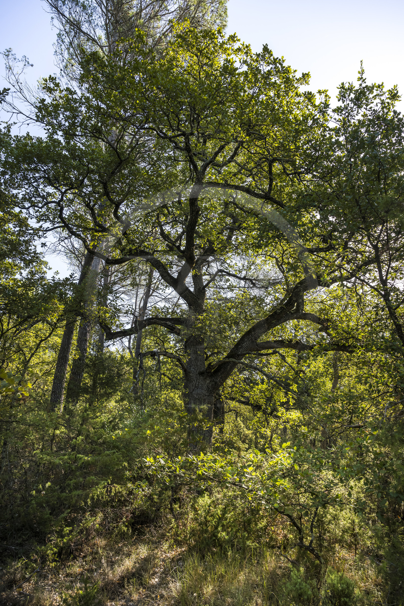 France, Var (83), Provence Verte, Bras, Académie du Bain de Forêt Provençale, forêt du domaine Le Peyrourier - une campagne en Provence