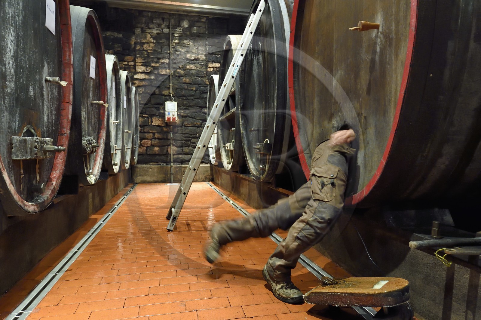 France, Haut Rhin, the Alsace Wine Route, Bergheim, Wine estate Marcel Deiss, the winegrower Mathieu Deiss entering the barrel for the cleaning of the interior of this big barrel