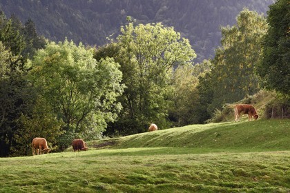 France, Haut-Rhin (68), Parc naturel régional des ballons des Vosges, vallée de Storckensohn à l'ouest de Fellering, troupeau de vaches en bordure de la forêt