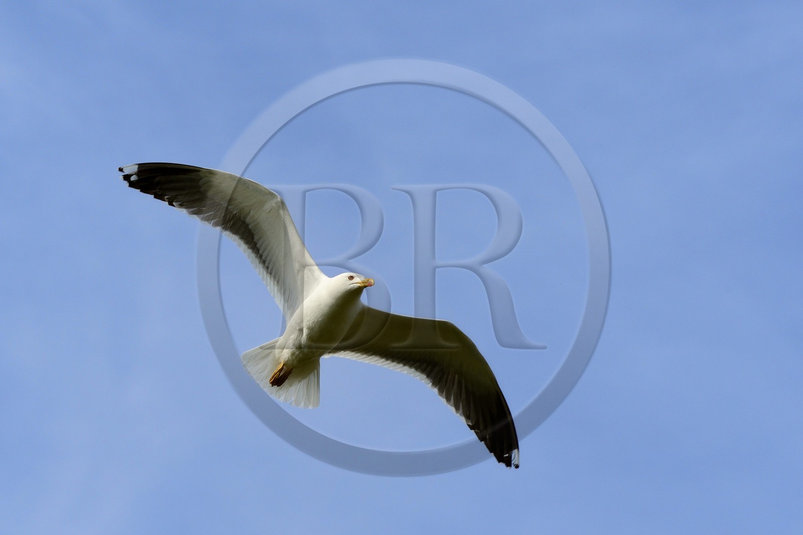France, Finistere, La Foret Fouesnant, Glenan islands, Penfret island
