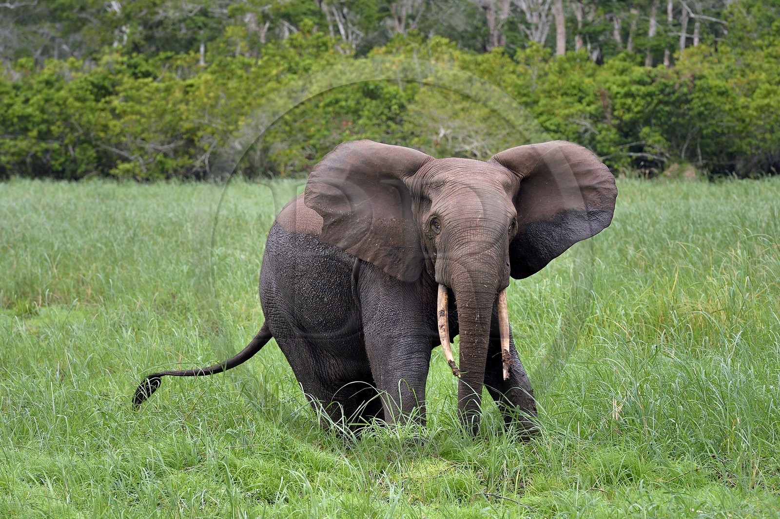Gabon, Ogooue-Maritime Province, Loango National Park, Akaka site in the Fernan Vaz (Nkomi) Lagoon, African forest elephant (Loxodonta cyclotis)