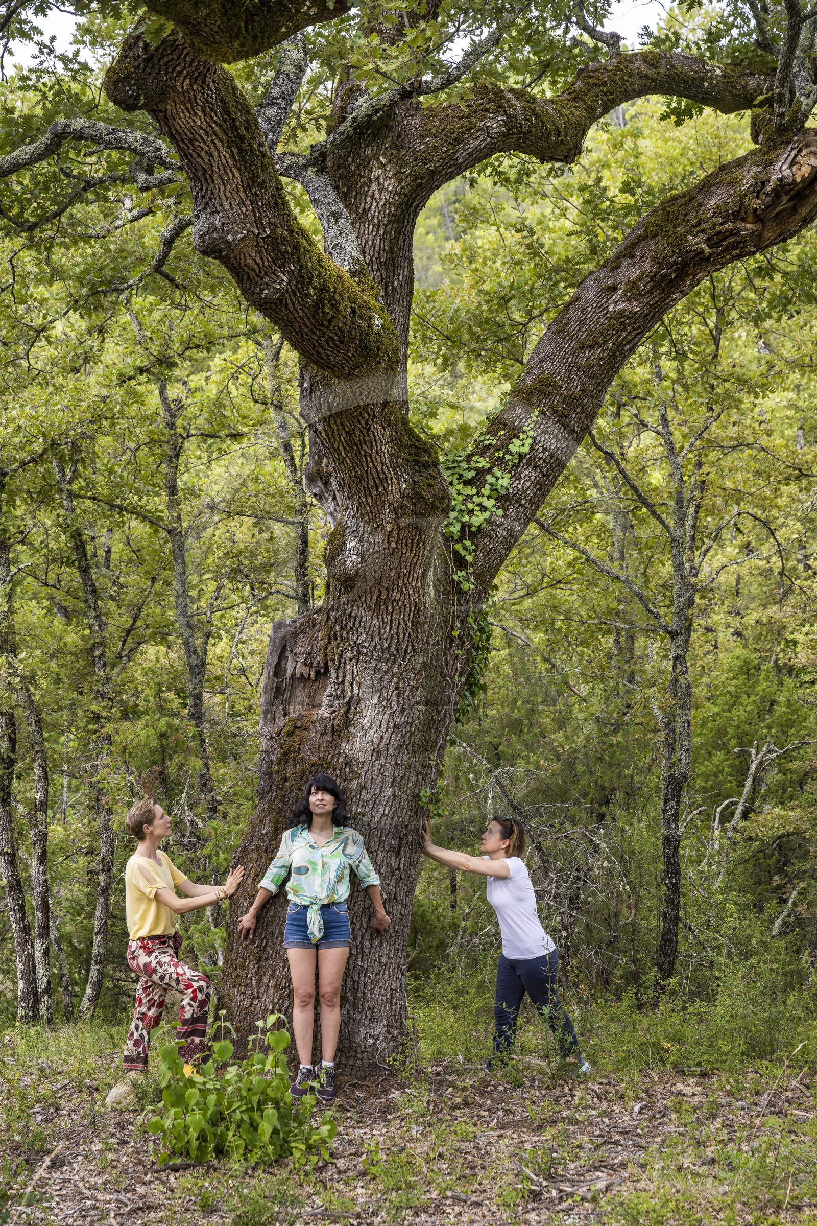 France, Var (83), Provence Verte, Bras, Académie du Bain de Forêt Provençale, forêt du domaine Le Peyrourier - une campagne en Provence, Constanze Coisne guide le Shinrin Yoku