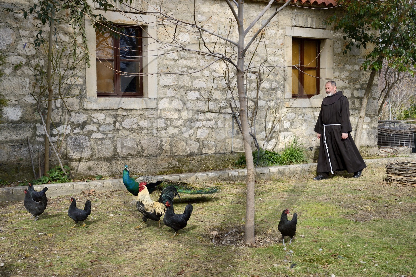 Croatia, Dalmatia, Krka National Park, the Visovac Franciscan Monastery, monk with chickens, rooster and peacock