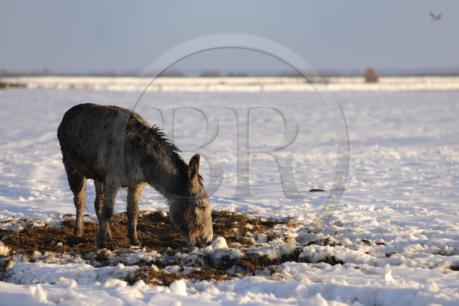 France, Manche, Cotentin, marshes of Grand Vey, donkey