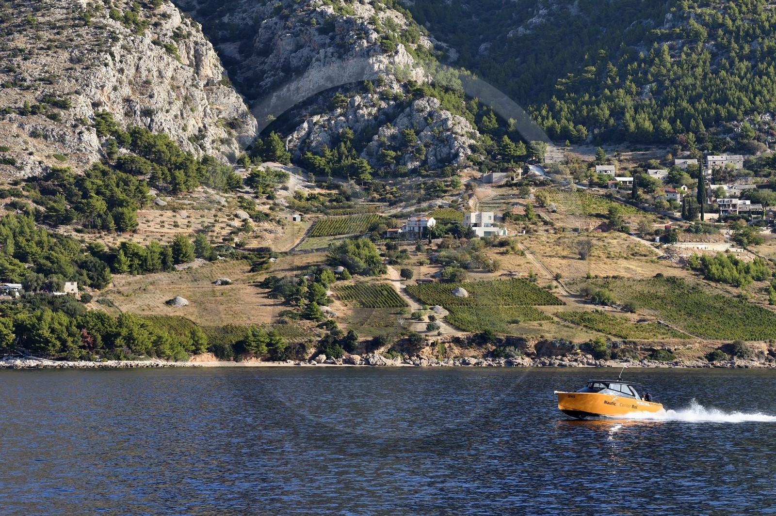 Croatie, Dalmatie, cote dalmate, cote sud de l'Ile de Brac, village de Murvica, vignoble